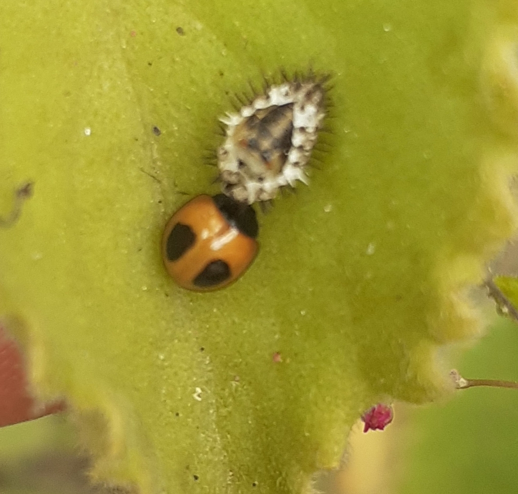 Zagreus bimaculosus