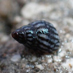 Echinolittorina placida