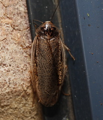 Calolampra mjoebergi