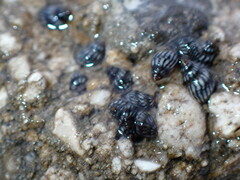 Echinolittorina placida