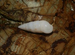 Cerithium nesioticum