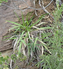 Panicum deustum