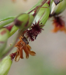 Panicum deustum