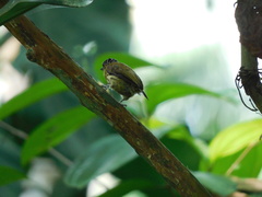 Picumnus olivaceus