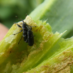 Mecinus janthiniformis
