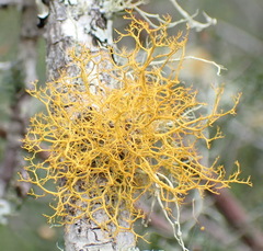 Teloschistes capensis