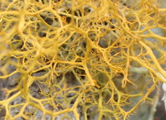 Teloschistes capensis