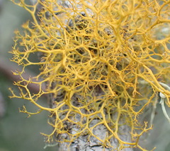 Teloschistes capensis