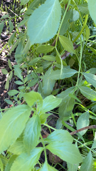 Sambucus cerulea