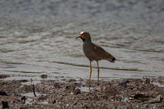 Vanellus senegallus