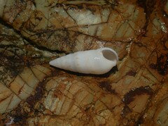 Cerithium nesioticum