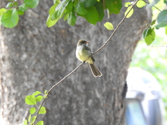 Myiarchus swainsoni