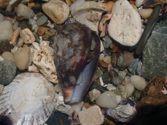Conus anemone