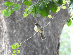 Myiarchus swainsoni