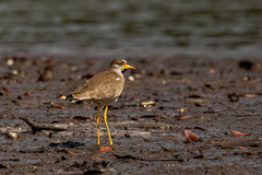 Vanellus senegallus