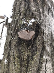 Phellinus everhartii