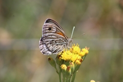 Argyrophorus argenteus