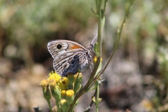 Argyrophorus argenteus