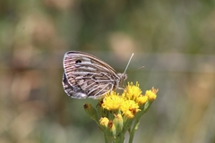 Argyrophorus argenteus