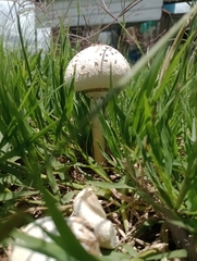 Chlorophyllum molybdites
