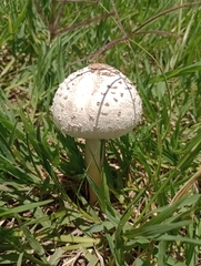 Chlorophyllum molybdites