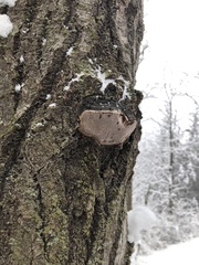 Phellinus everhartii