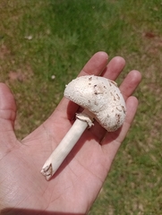 Chlorophyllum molybdites