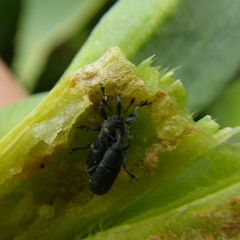 Mecinus janthiniformis