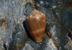 Conus coronatus