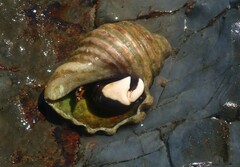 Calcinus laevimanus