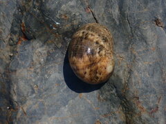 Nerita erythrostoma