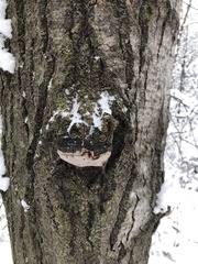 Phellinus everhartii