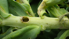 Mecinus janthiniformis