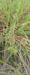 Struthiola parviflora
