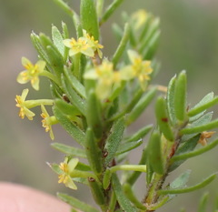 Struthiola parviflora