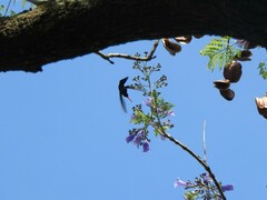 Chlorostilbon lucidus