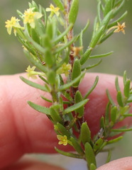 Struthiola parviflora