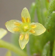 Struthiola parviflora