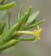 Struthiola parviflora