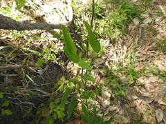 Smilax campestris