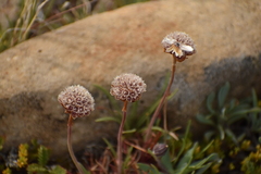 Armeria curvifolia