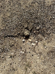 Pogonomyrmex barbatus