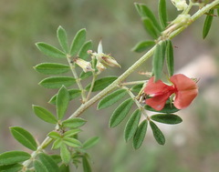Indigofera poliotes