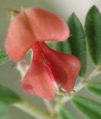Indigofera poliotes