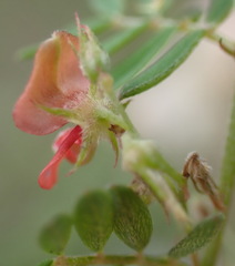 Indigofera poliotes