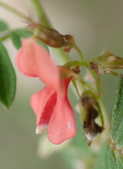Indigofera poliotes