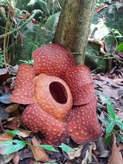 Rafflesia tuan-mudae