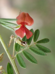 Indigofera poliotes