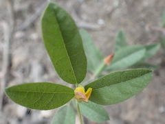 Rhynchosia ciliata