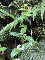 Mentha laxiflora